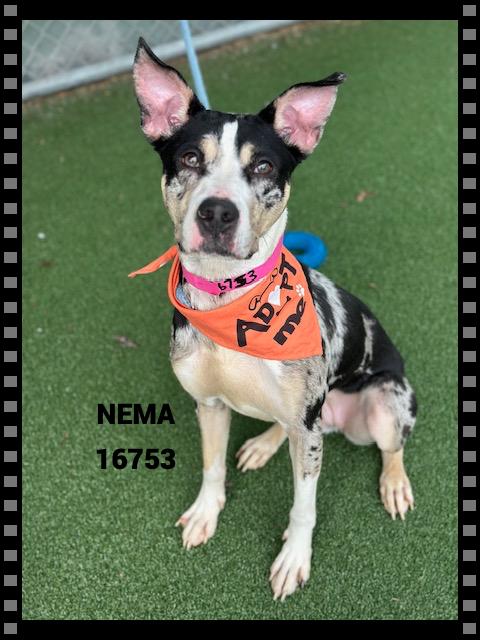 Enlarge NEMA , a ADOPTABLE mixed breed in Marietta, GA image 4/5