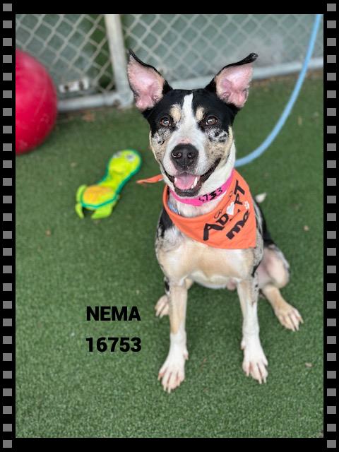 Enlarge NEMA , a ADOPTABLE mixed breed in Marietta, GA image 2/5