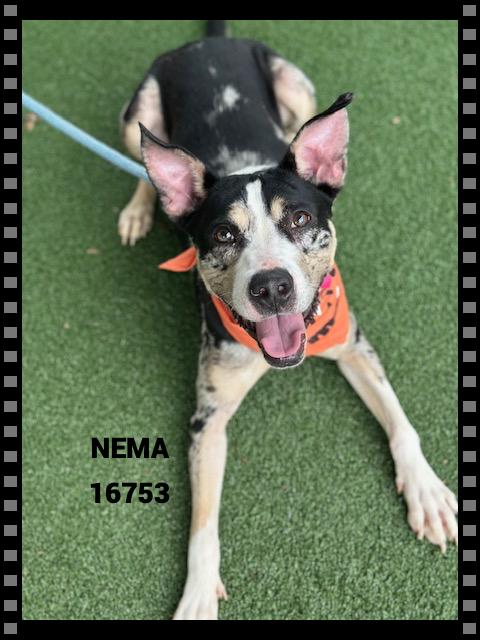 Enlarge NEMA , a ADOPTABLE mixed breed in Marietta, GA image 3/5