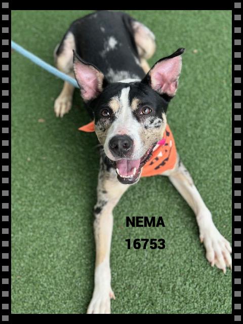 Enlarge NEMA , a ADOPTABLE mixed breed in Marietta, GA image 5/5