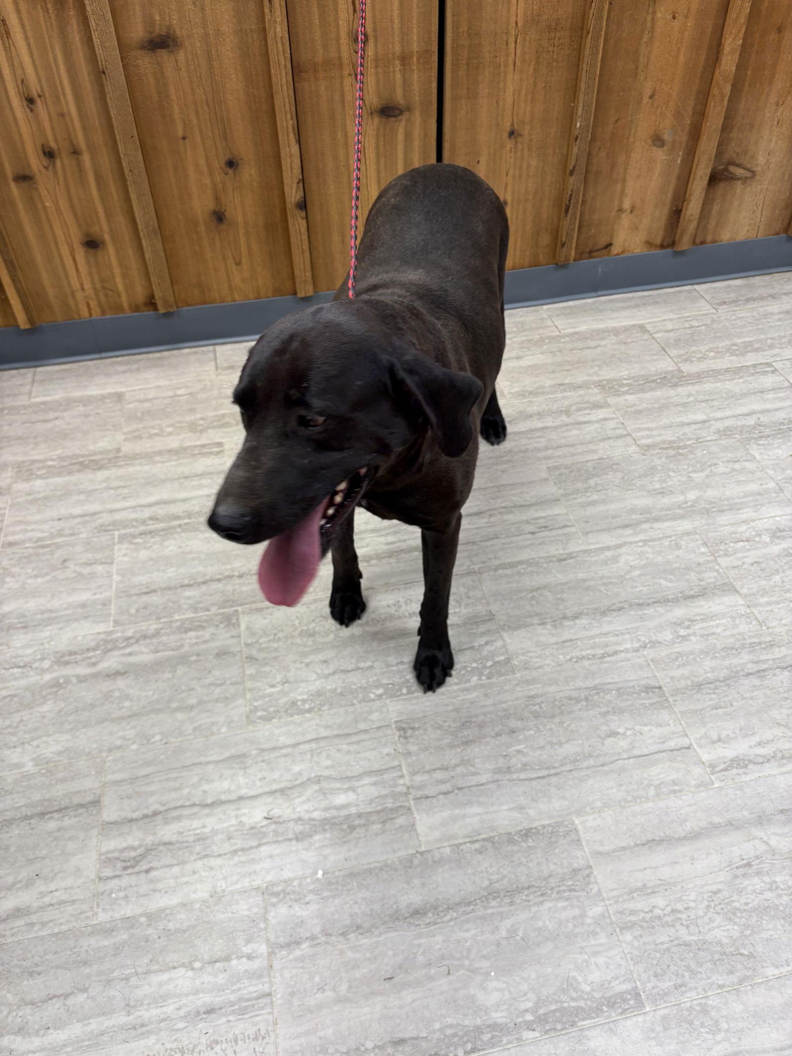 Tank, Adoptable, Young Male Labrador Retriever.