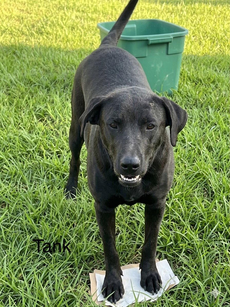 Enlarge Tank, a Adoptable Labrador Retriever in Farmerville, LA image 2/3
