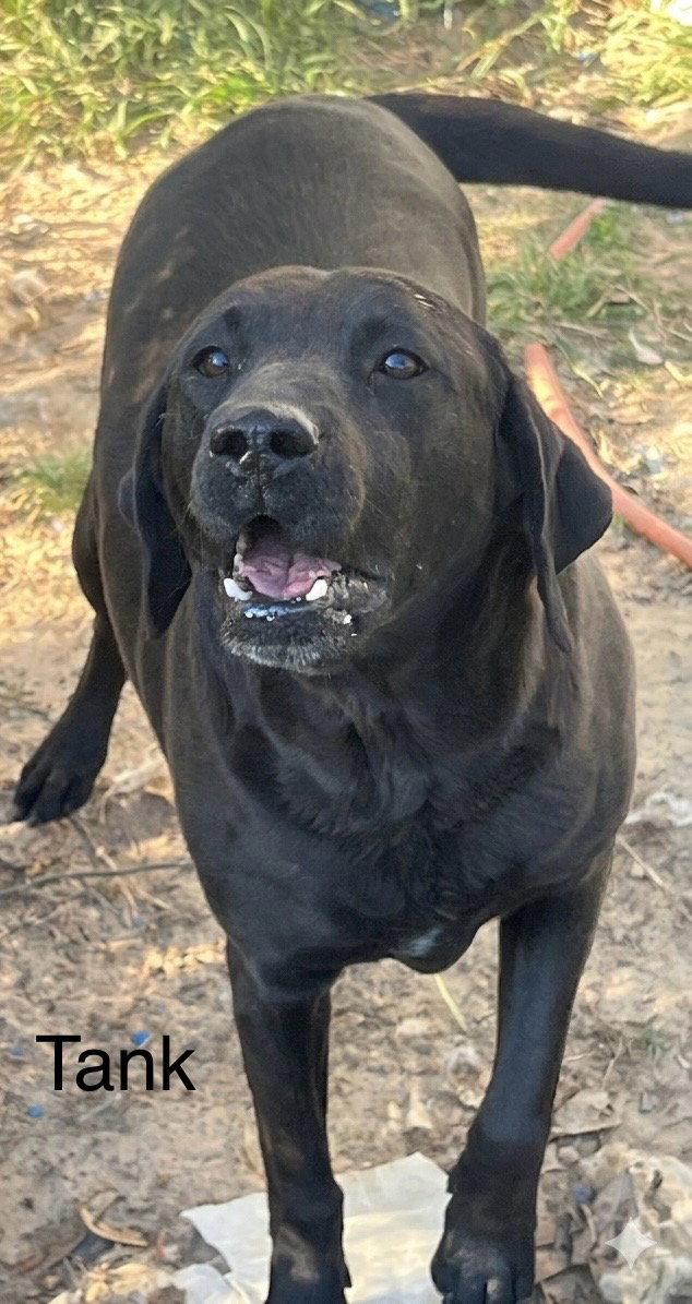 Enlarge Tank, a Adoptable Labrador Retriever in Farmerville, LA image 3/3