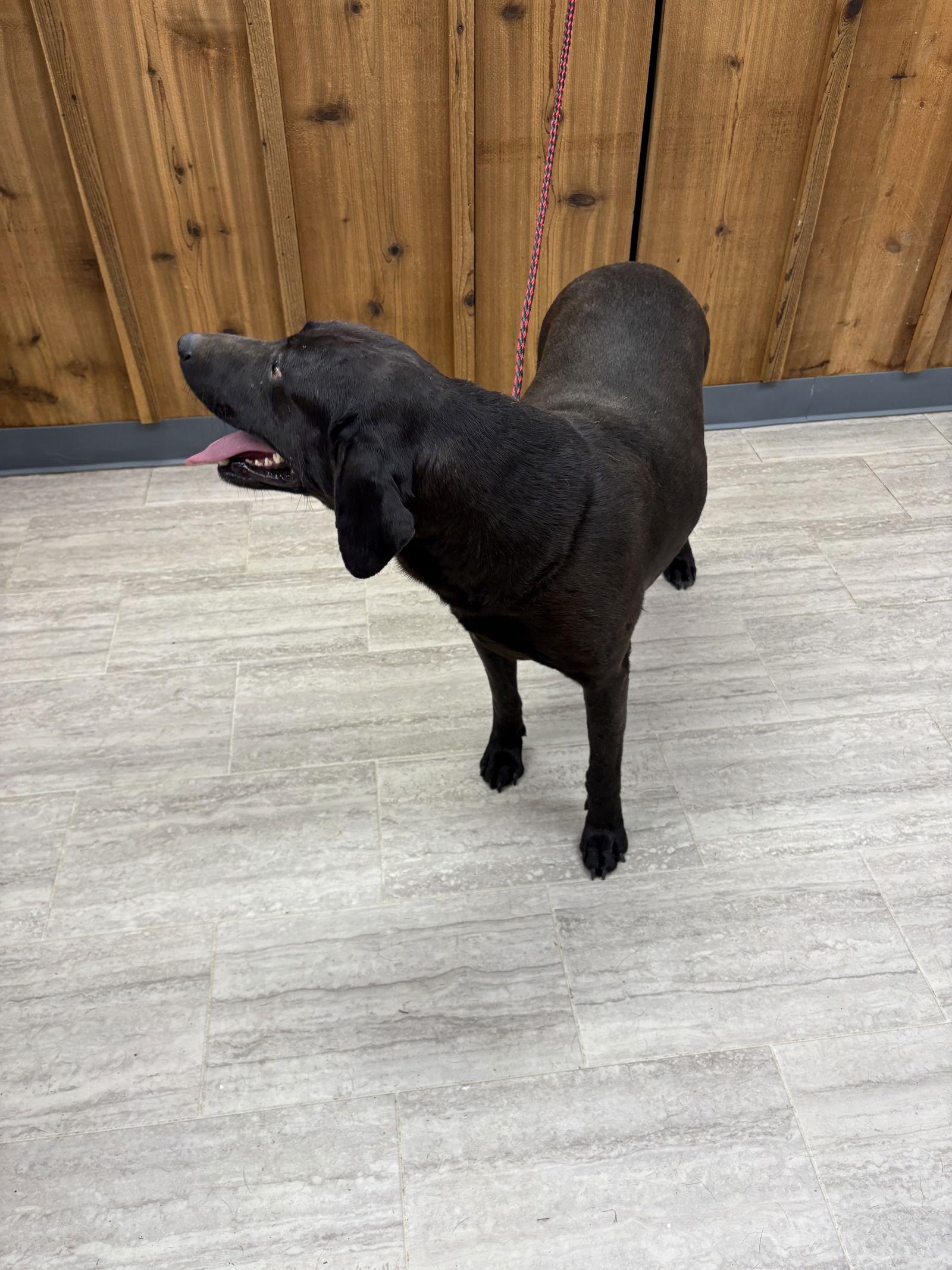 Enlarge Tank, a Adoptable Labrador Retriever in Farmerville, LA image 2/3