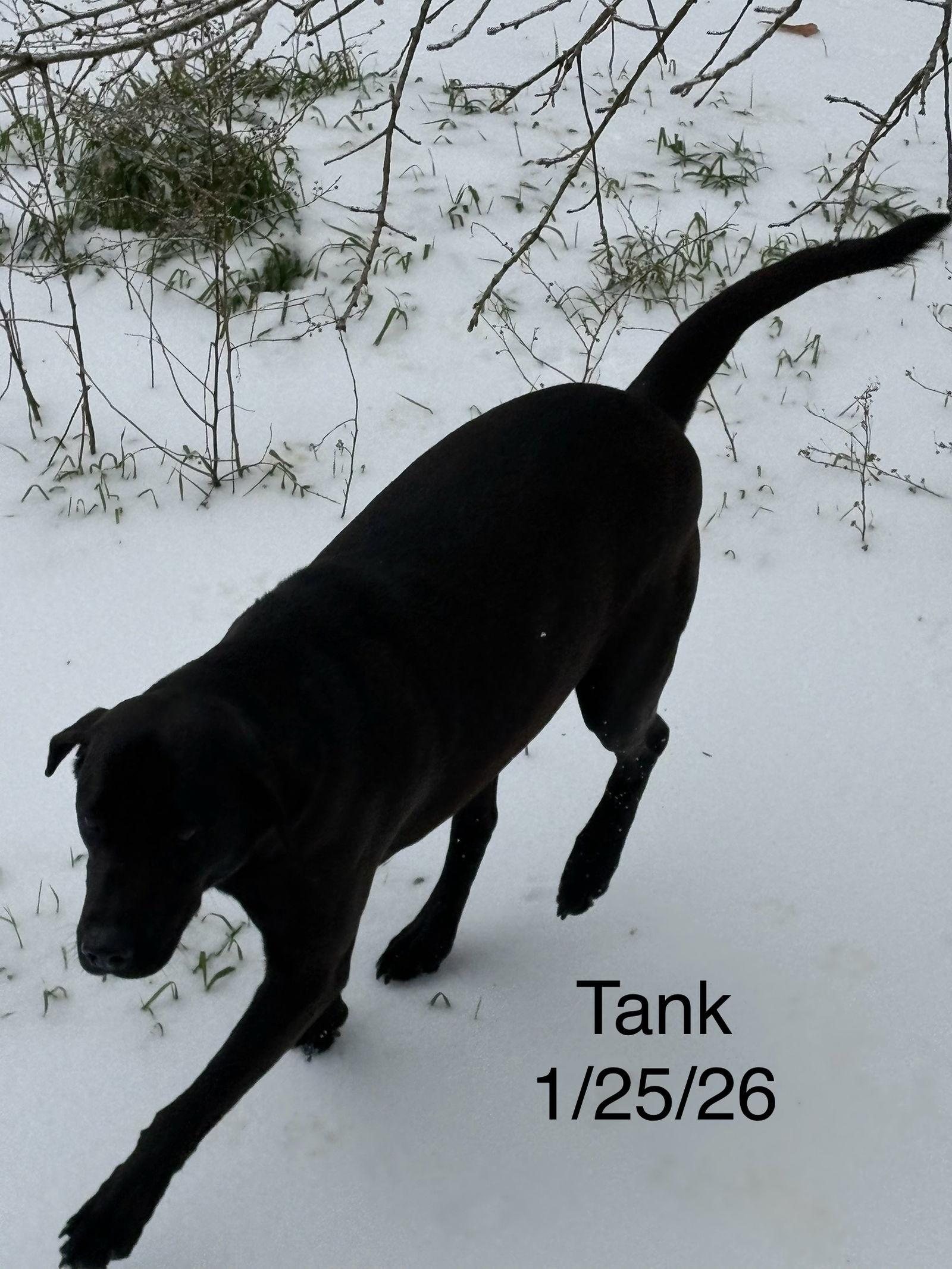 Enlarge Tank, a Adoptable Labrador Retriever in Farmerville, LA image 3/3