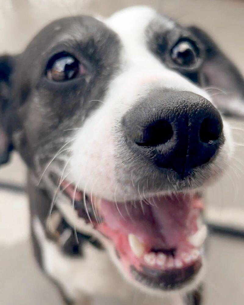 JoJo, Adoptable, Senior Female Hound.