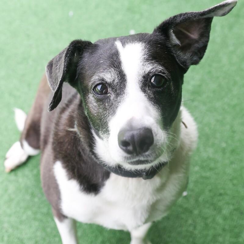 Enlarge JoJo, a Adoptable Hound in Roanoke, VA image 2/6
