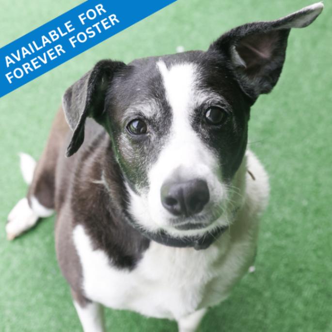 Enlarge JoJo, a Adoptable Hound in Roanoke, VA image 3/6