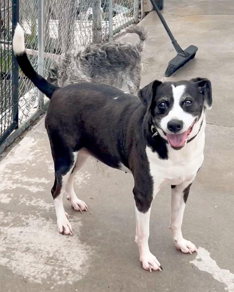 Enlarge JoJo, a Adoptable Hound in Roanoke, VA image 5/6