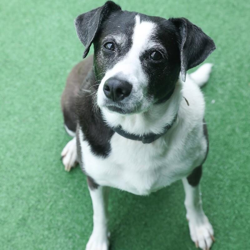 Enlarge JoJo, a Adoptable Hound in Roanoke, VA image 6/6