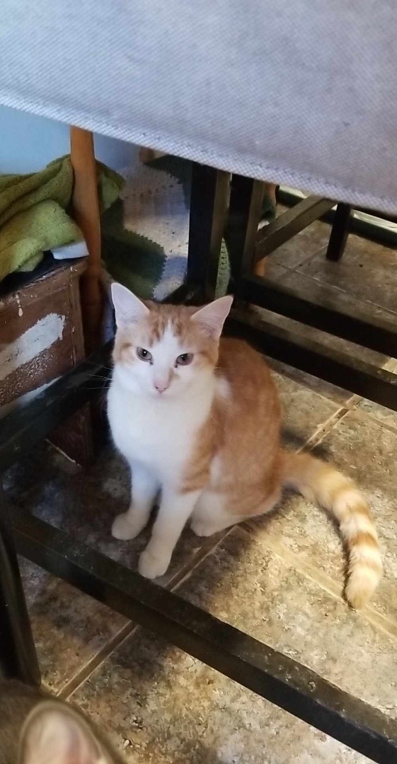 Triumphant Trio (Magoo, Marmalade, Creamsicle), a Adoptable Domestic Short Hair in Ashton, ON image 4/5