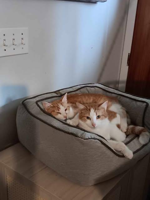 Triumphant Trio (Magoo, Marmalade, Creamsicle), a Adoptable Domestic Short Hair in Ashton, ON image 1/5