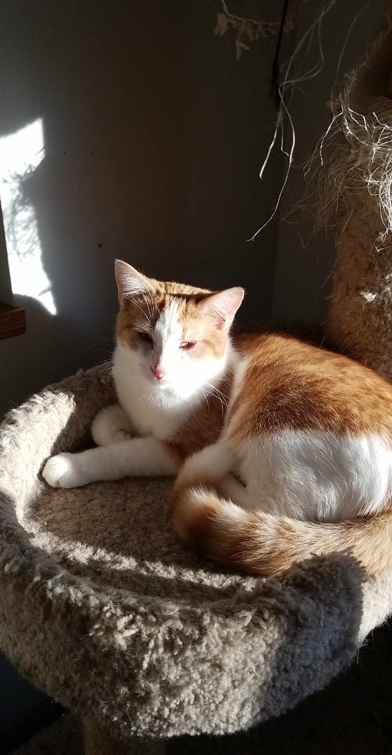 Triumphant Trio (Magoo, Marmalade, Creamsicle), a Adoptable Domestic Short Hair in Ashton, ON image 5/5