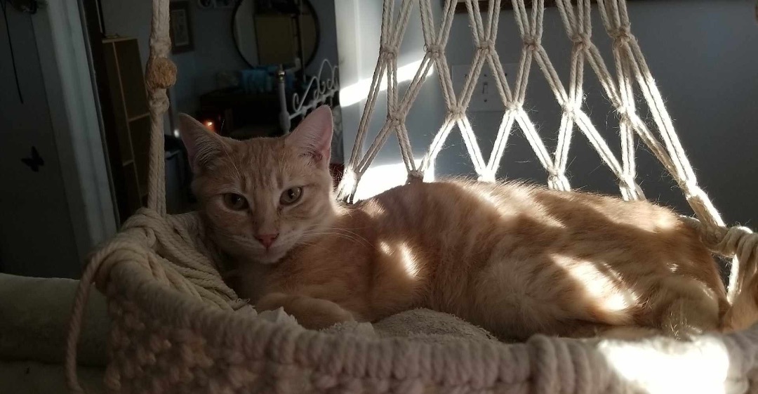 Triumphant Trio (Magoo, Marmalade, Creamsicle), a Adoptable Domestic Short Hair in Ashton, ON image 2/5