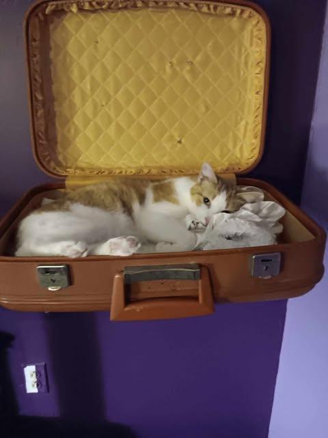 Triumphant Trio (Magoo, Marmalade, Creamsicle), a Adoptable Domestic Short Hair in Ashton, ON image 3/5