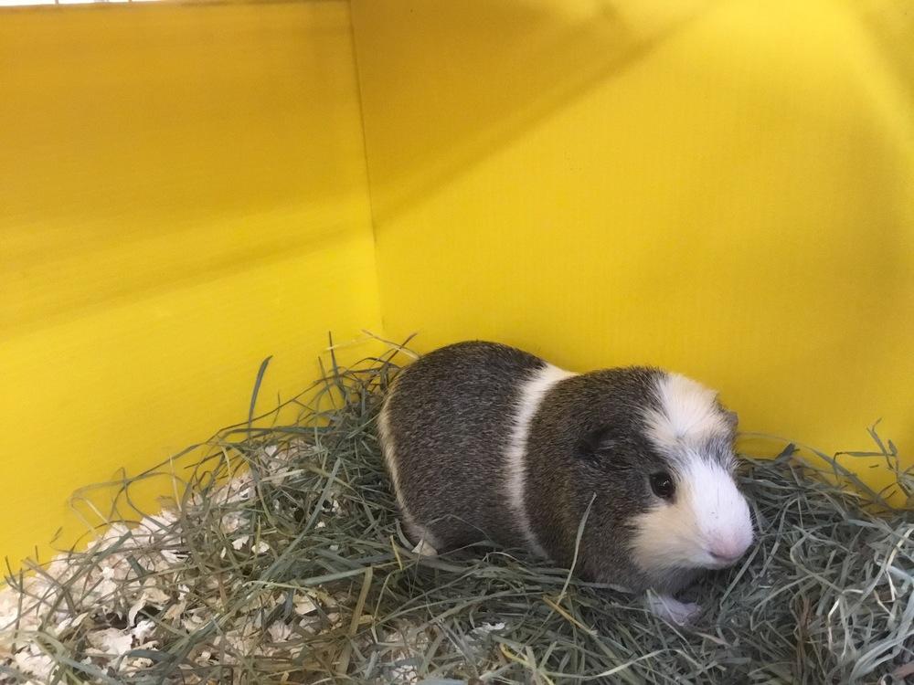 Enlarge Daddy Lora, a Adoptable Guinea Pig in San Diego, CA image 2/3