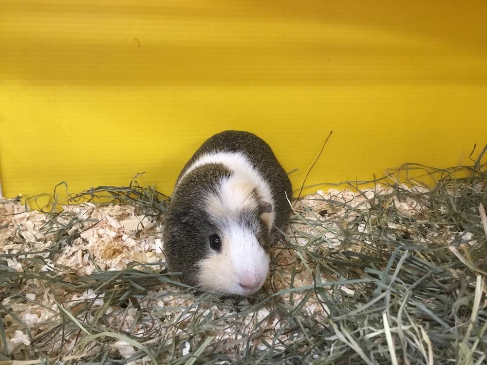 Enlarge Daddy Lora, a Adoptable Guinea Pig in San Diego, CA image 3/3