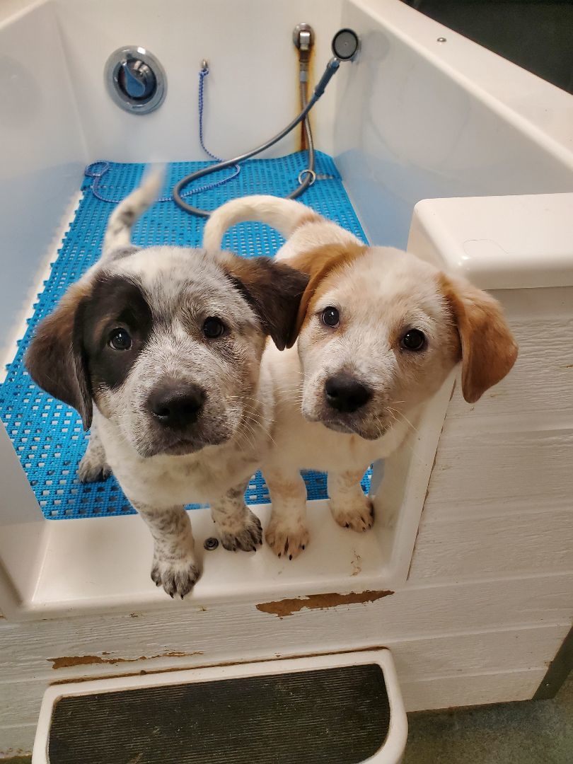 Thanksgiving day puppies , a Adopted mixed breed in Hudson, MA image 1/4