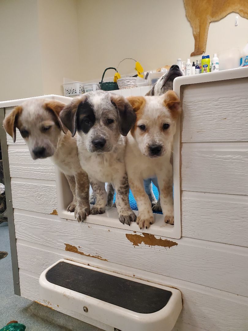 Thanksgiving day puppies , a Adopted mixed breed in Hudson, MA image 2/4