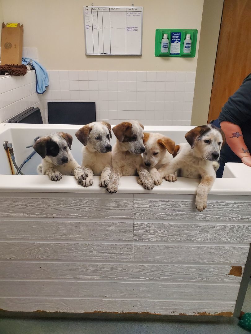 Thanksgiving day puppies , a Adopted mixed breed in Hudson, MA image 3/4