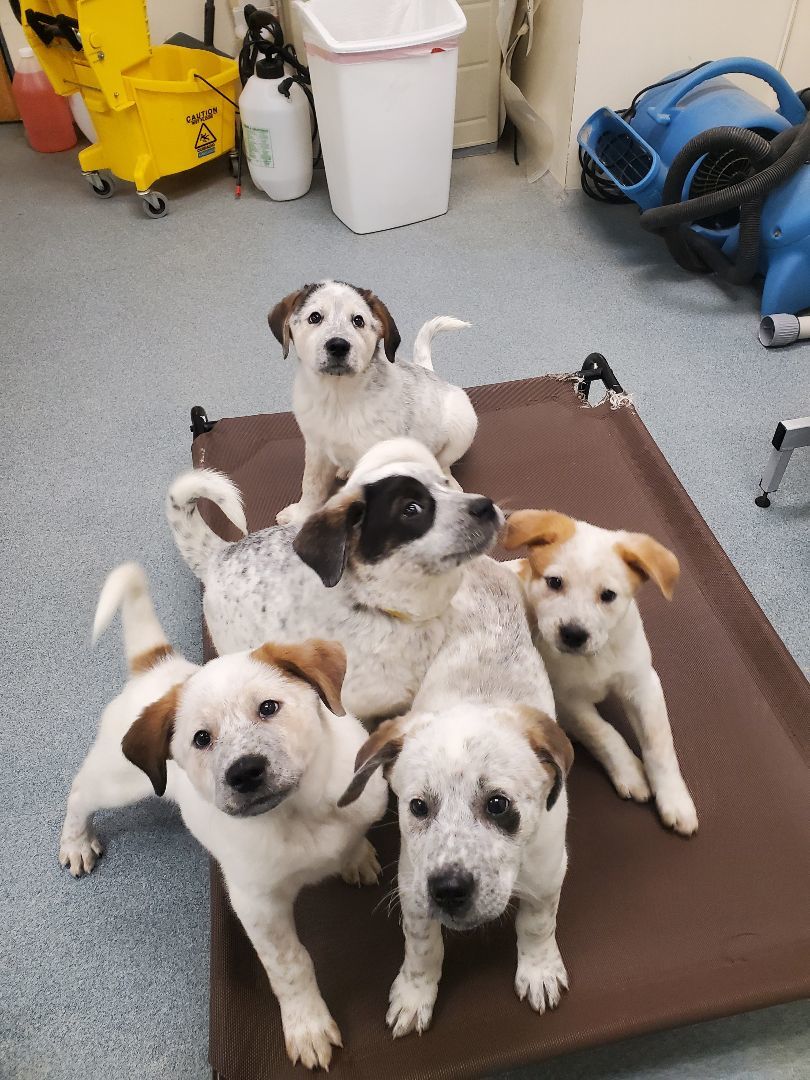 Thanksgiving day puppies , a Adopted mixed breed in Hudson, MA image 4/4
