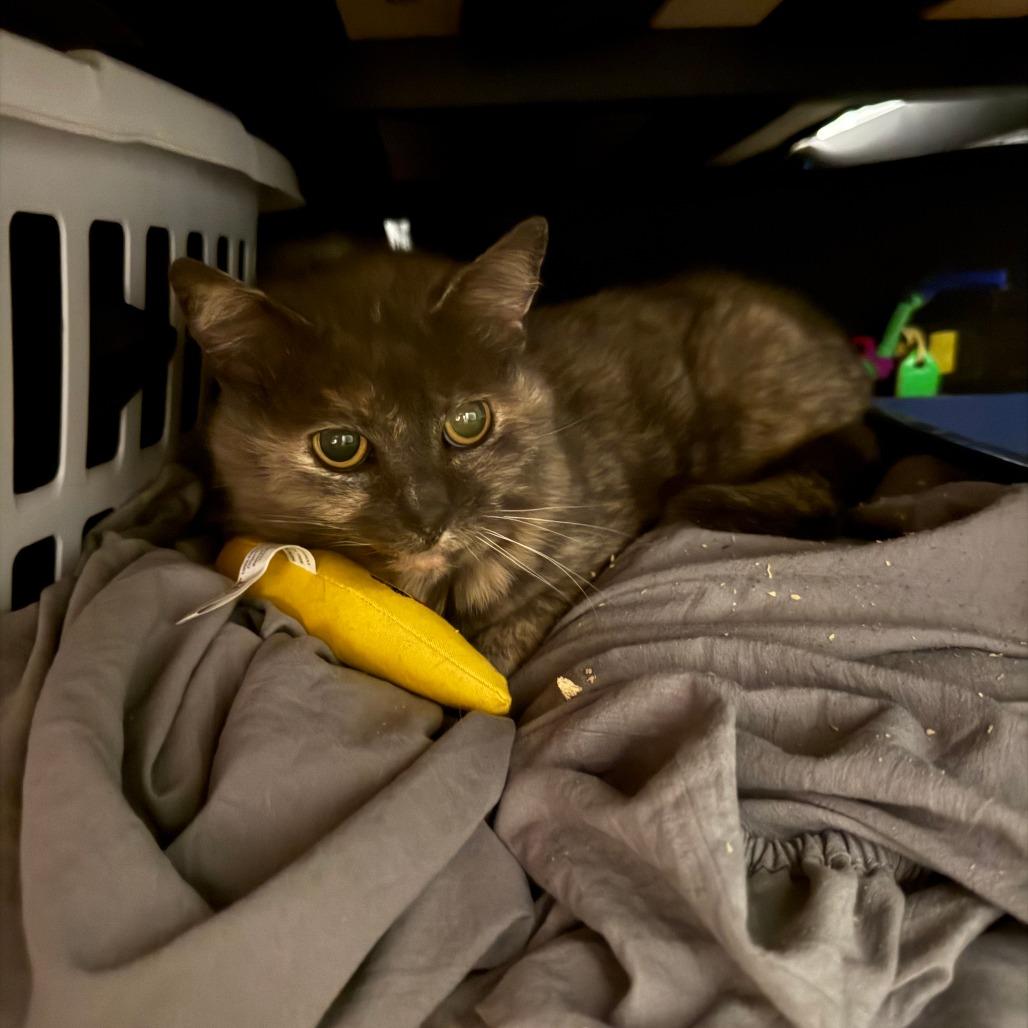 Tiffany, Adoptable, Adult Female Domestic Short Hair.