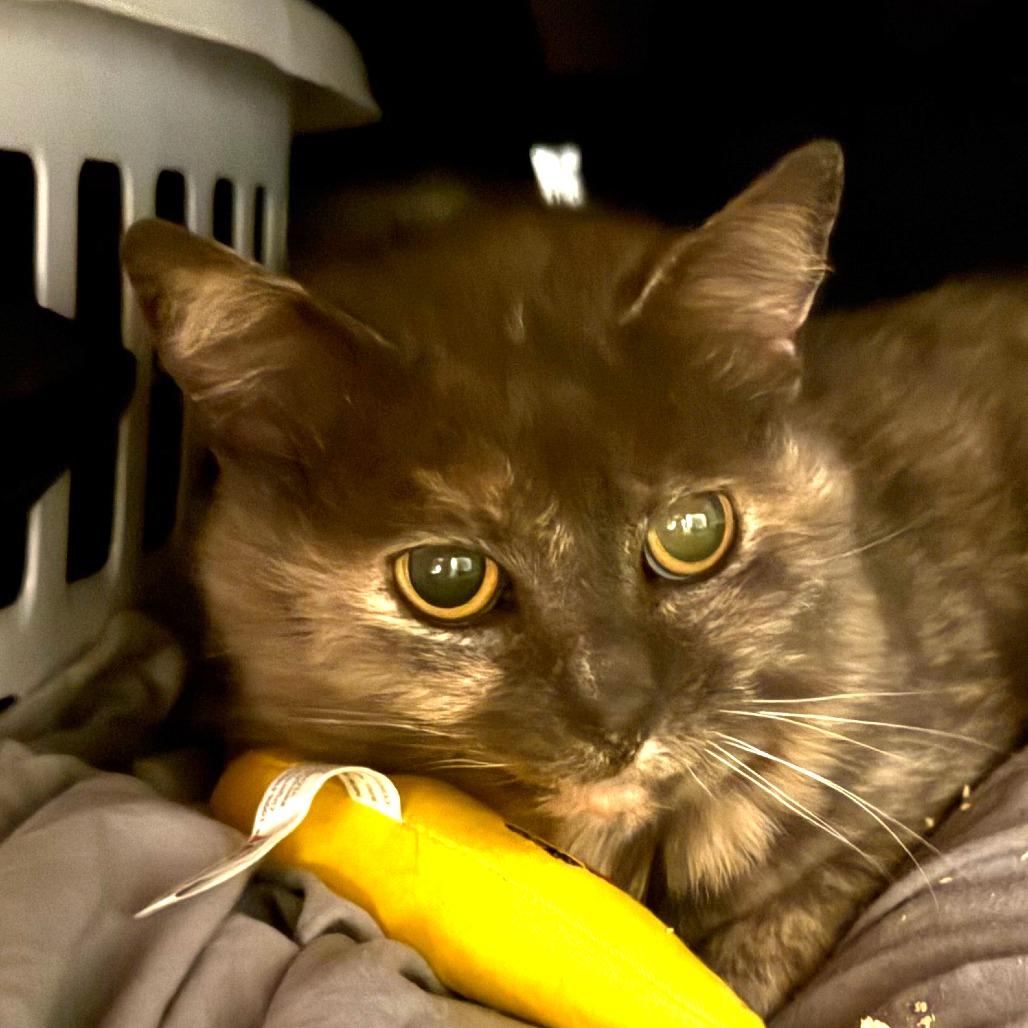 Tiffany, a Adoptable Domestic Short Hair in New York, NY image 2/5