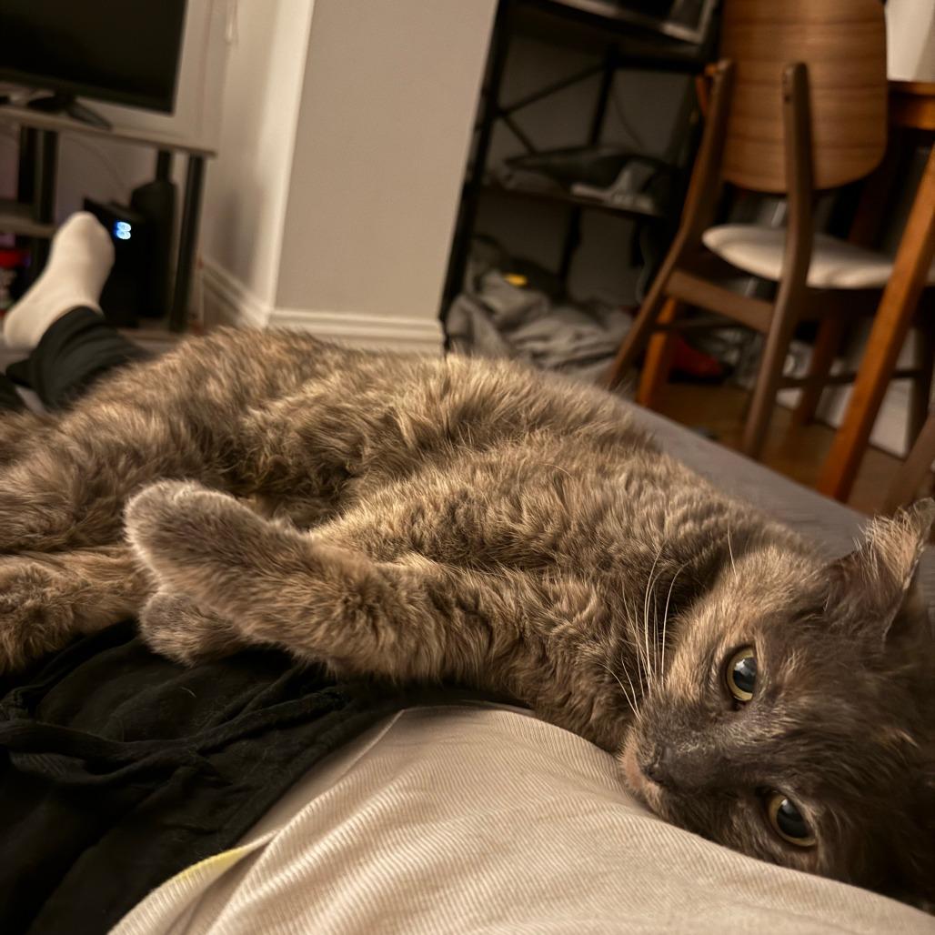 Tiffany, a Adoptable Domestic Short Hair in New York, NY image 3/5