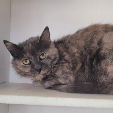 Tiffany, a Adoptable Domestic Short Hair in New York, NY image 4/5