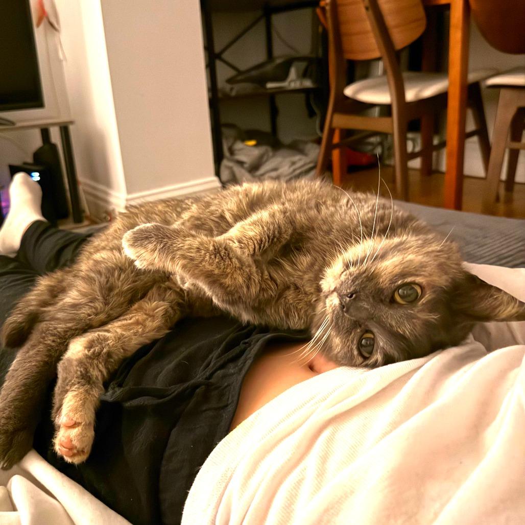 Tiffany, a Adoptable Domestic Short Hair in New York, NY image 5/5