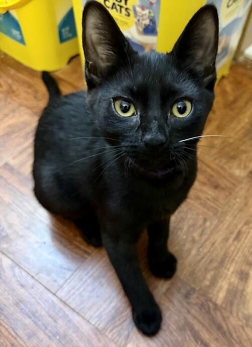 Enlarge Fiona, a Adoptable Domestic Short Hair in Arlington, WA image 1/3
