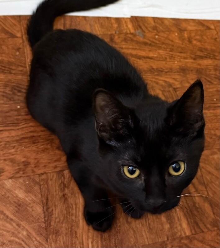 Enlarge Fiona, a Adoptable Domestic Short Hair in Arlington, WA image 2/3