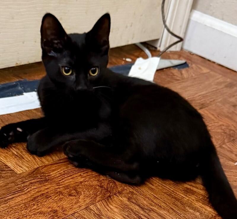 Enlarge Fiona, a Adoptable Domestic Short Hair in Arlington, WA image 3/3