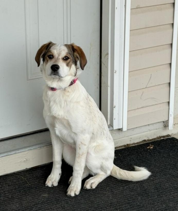 Hazel, a ADOPTABLE mixed breed in Plattsmouth, NE image 2/4