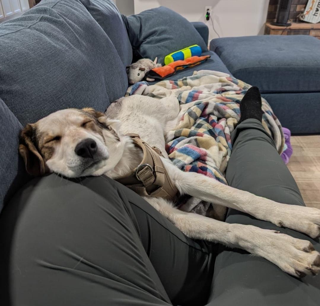 Hazel, a ADOPTABLE mixed breed in Plattsmouth, NE image 3/4