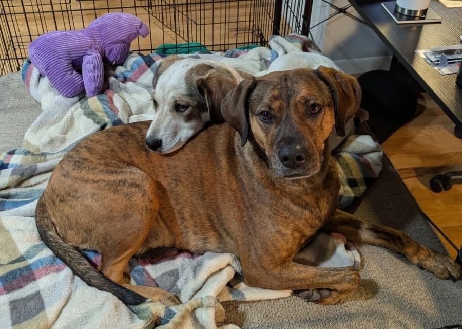 Hazel, a ADOPTABLE mixed breed in Plattsmouth, NE image 4/4