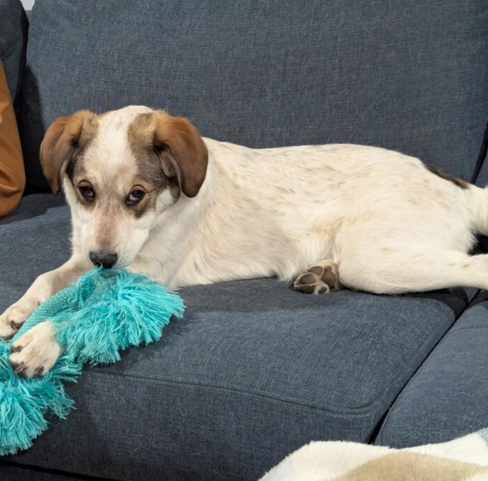 Hazel, ADOPTABLE, Puppy Female Shepherd.