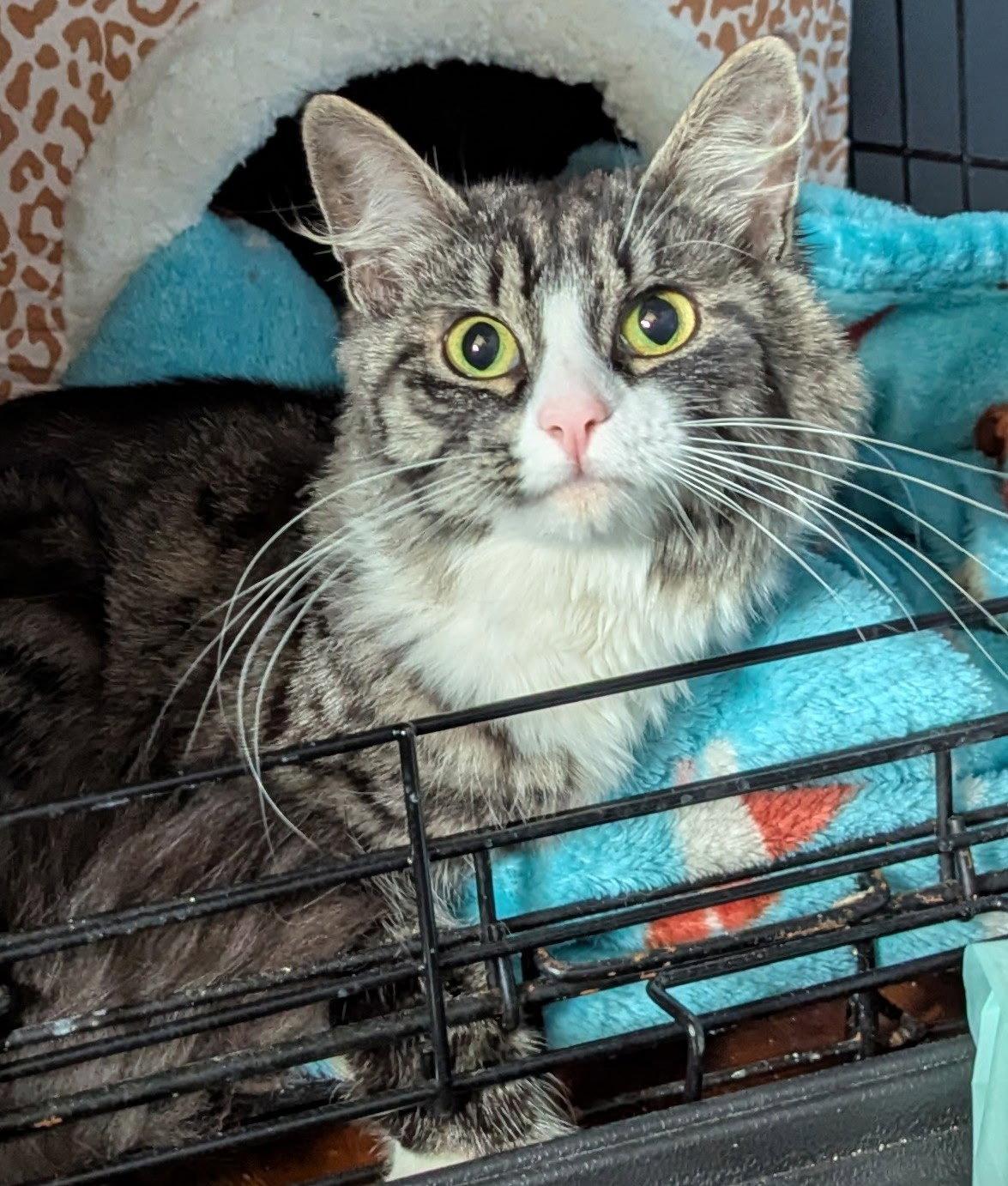 Oatmeal, a Adopted Domestic Long Hair in Harrisburg, PA image 1/2