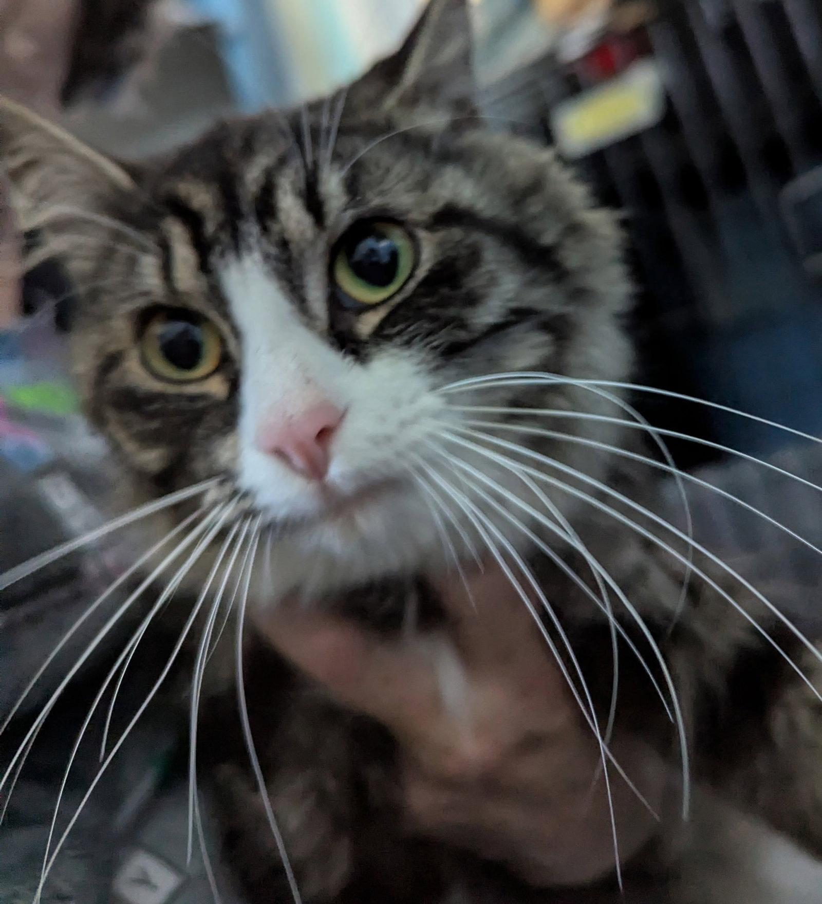 Oatmeal, a Adopted Domestic Long Hair in Harrisburg, PA image 2/2