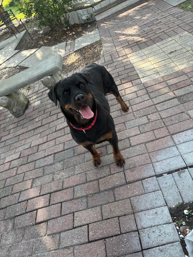 Enlarge Vedette, a Adoptable Mixed Breed in Ocala, FL image 1/4