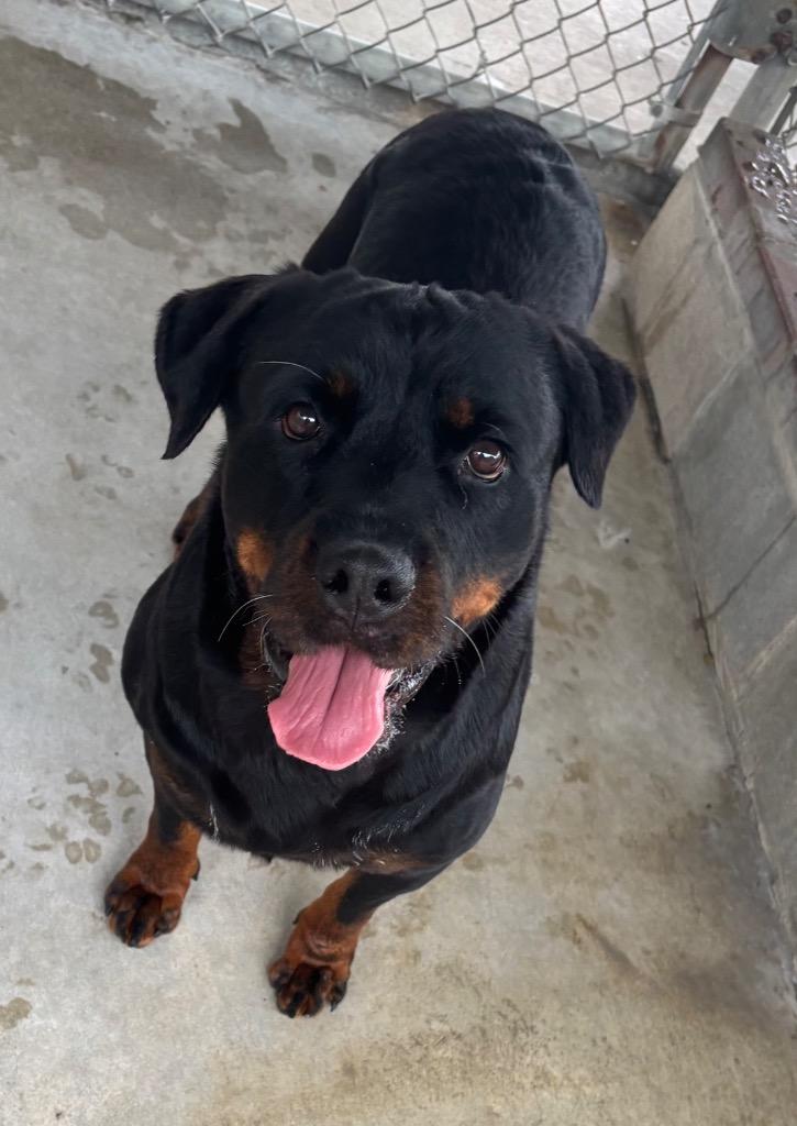 Enlarge Vedette, a Adoptable Mixed Breed in Ocala, FL image 3/4