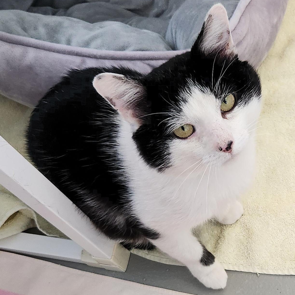 Reed, a ADOPTABLE Domestic Short Hair in Medfield, MA image 2/4