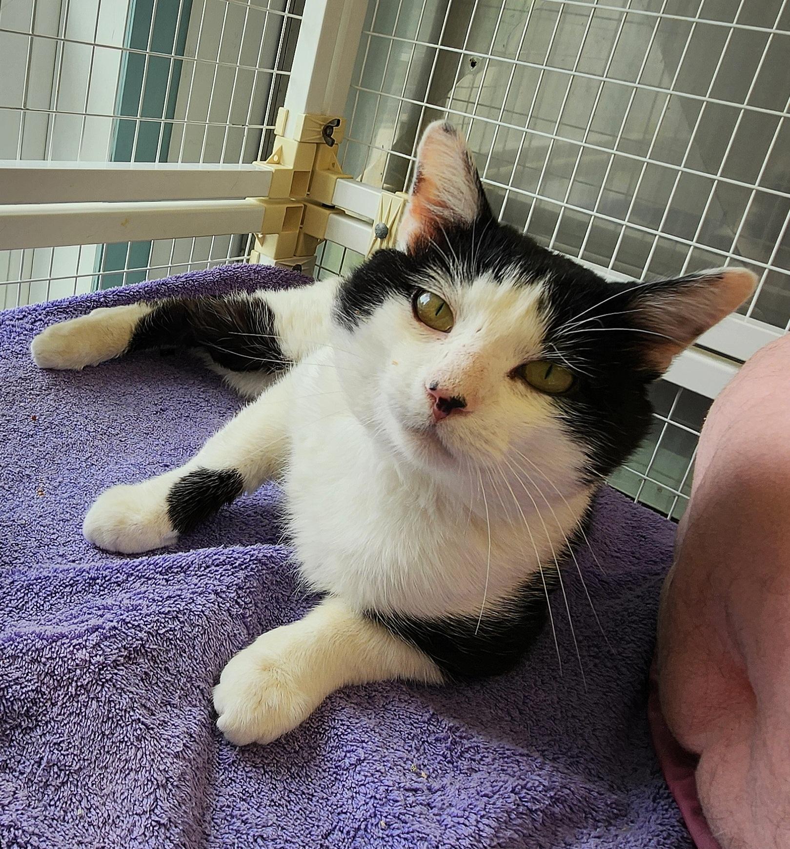 Reed, ADOPTABLE, Adult Male Domestic Short Hair.