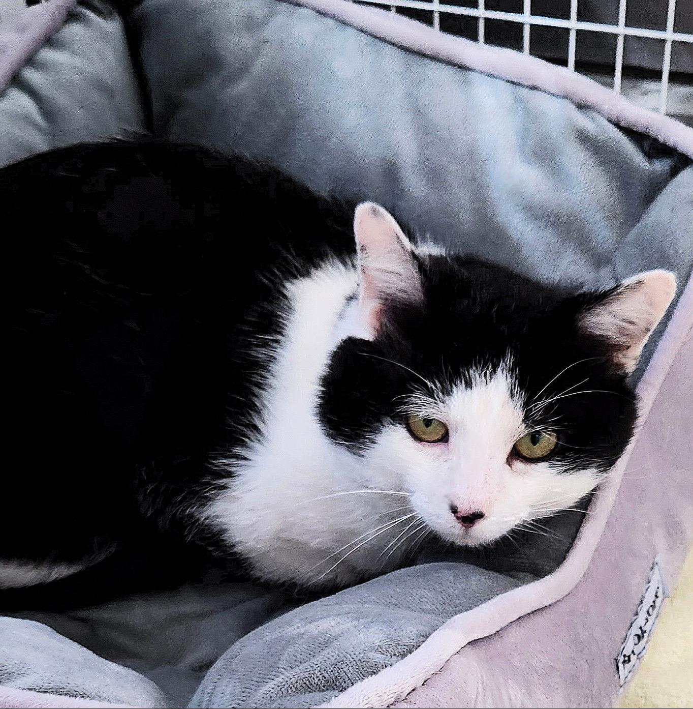 Reed, a ADOPTABLE Domestic Short Hair in Medfield, MA image 3/4