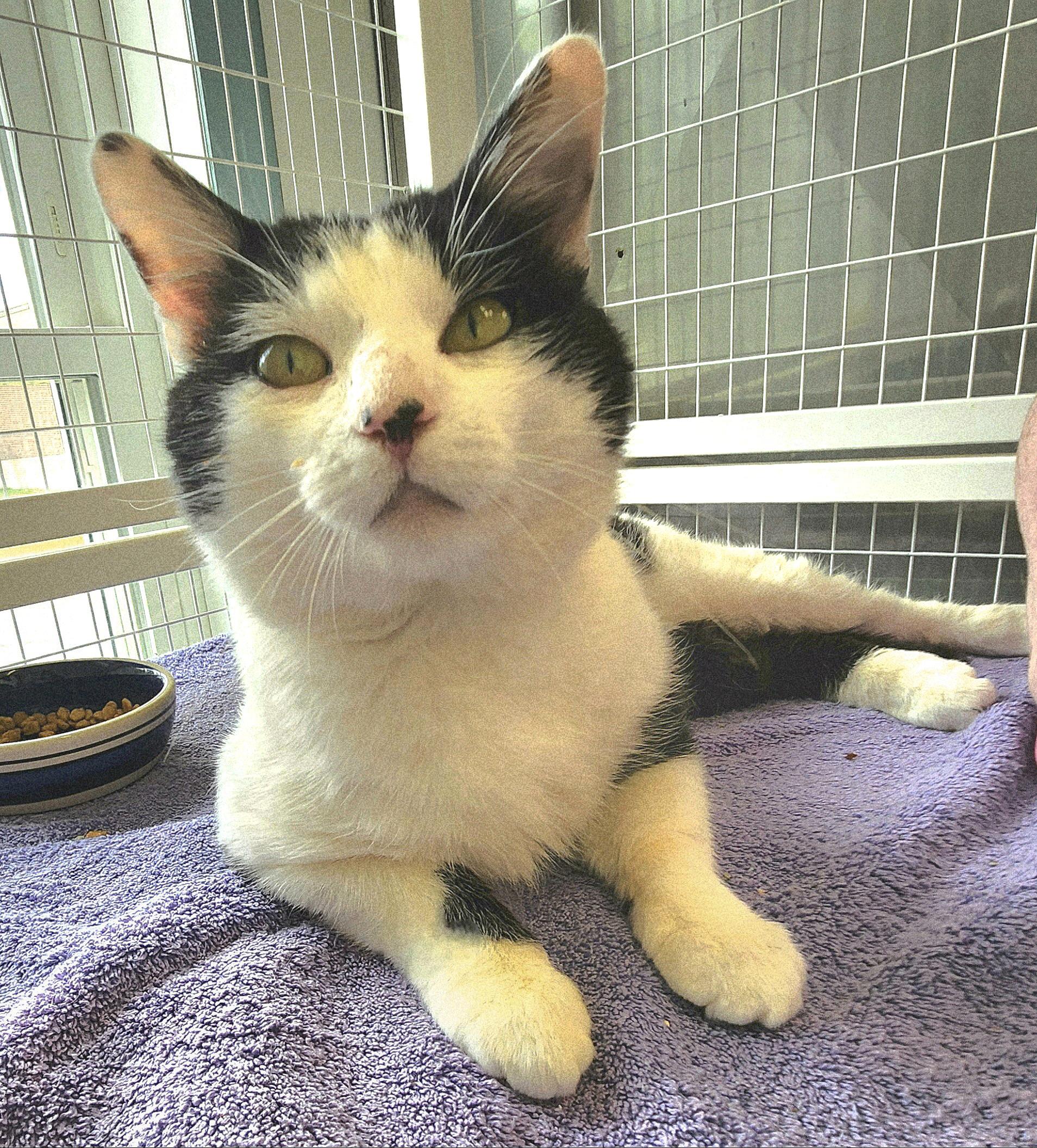 Reed, a ADOPTABLE Domestic Short Hair in Medfield, MA image 4/4