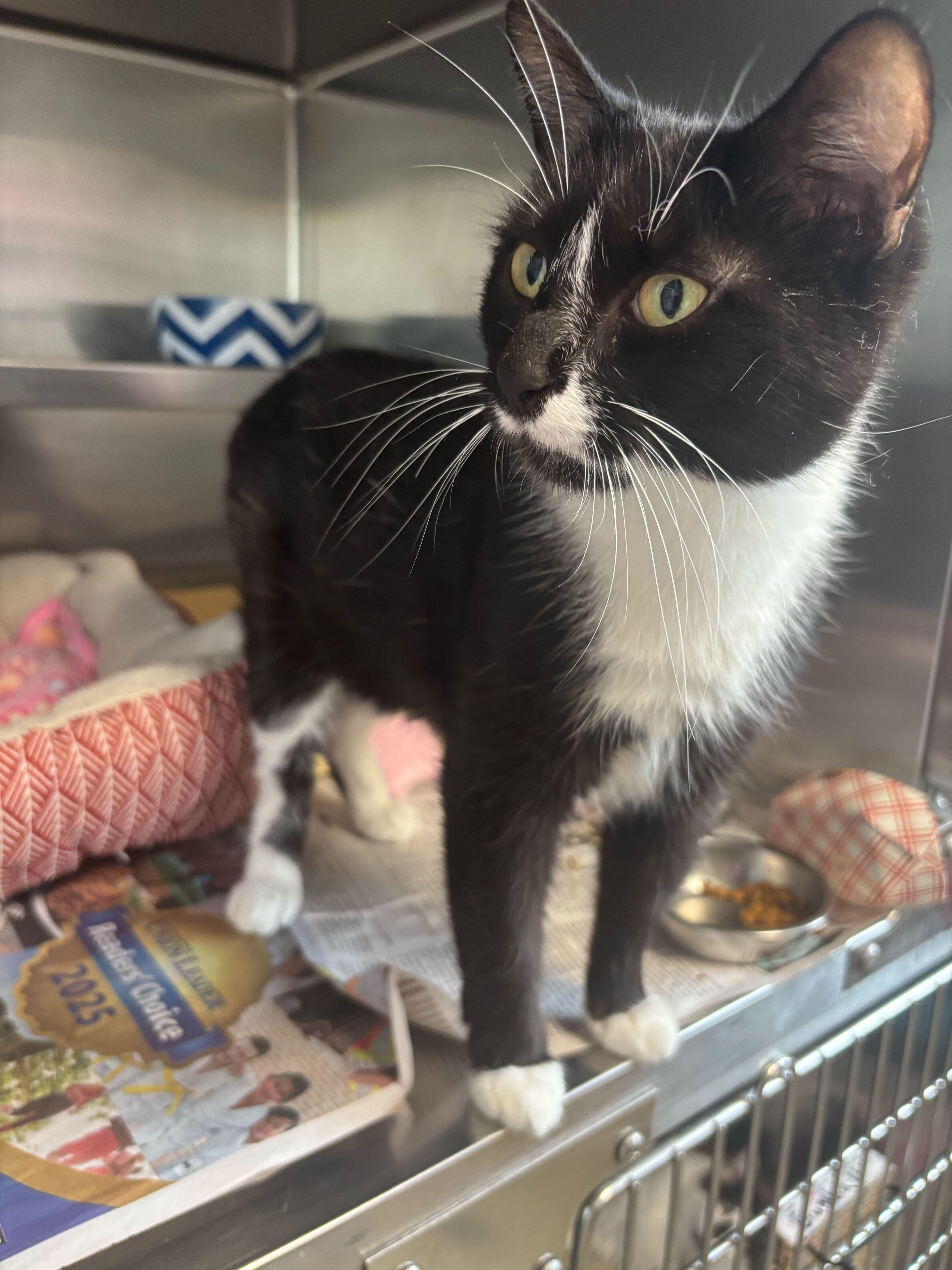 Ophelia the grouch, Adult Female Domestic Short Hair