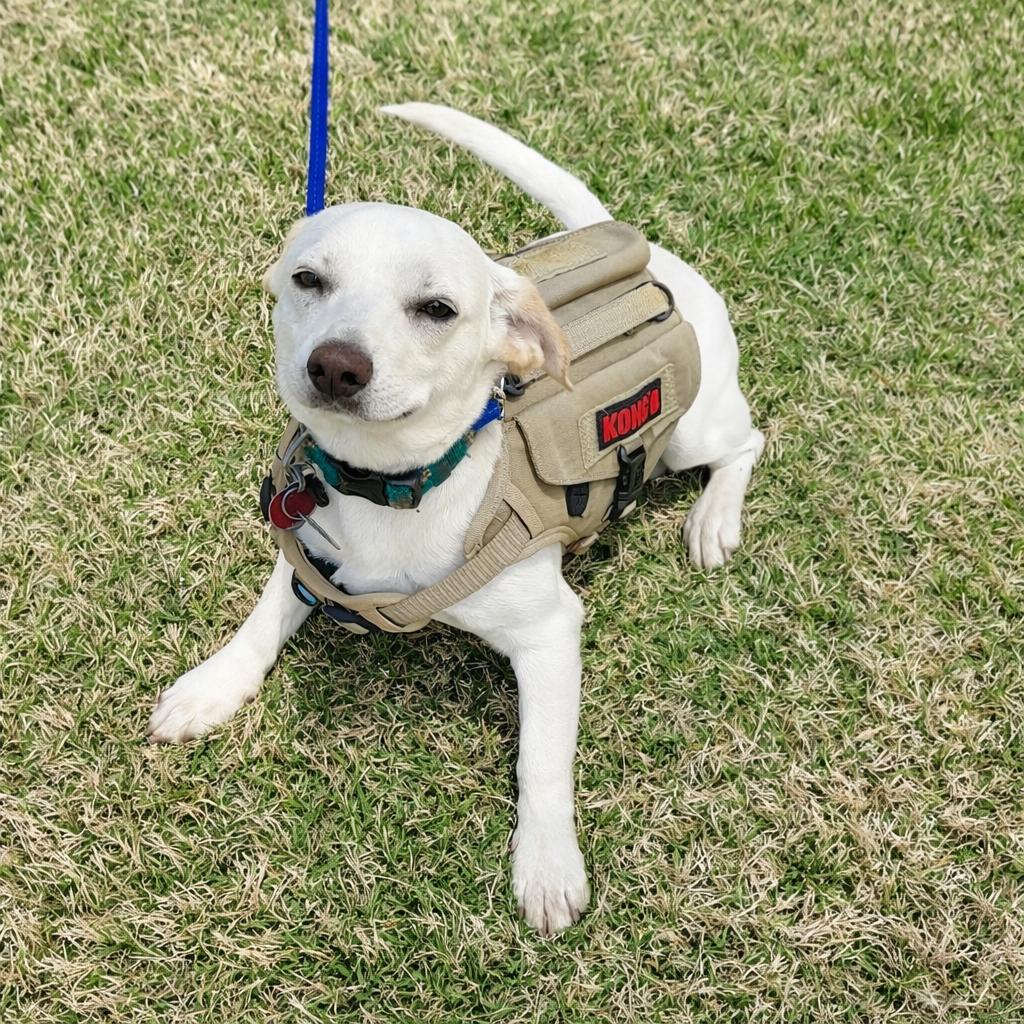 Enlarge Howie - Sweet, Calm, Easygoing Companion, a Adoptable mixed breed in Tulsa, OK image 3/3