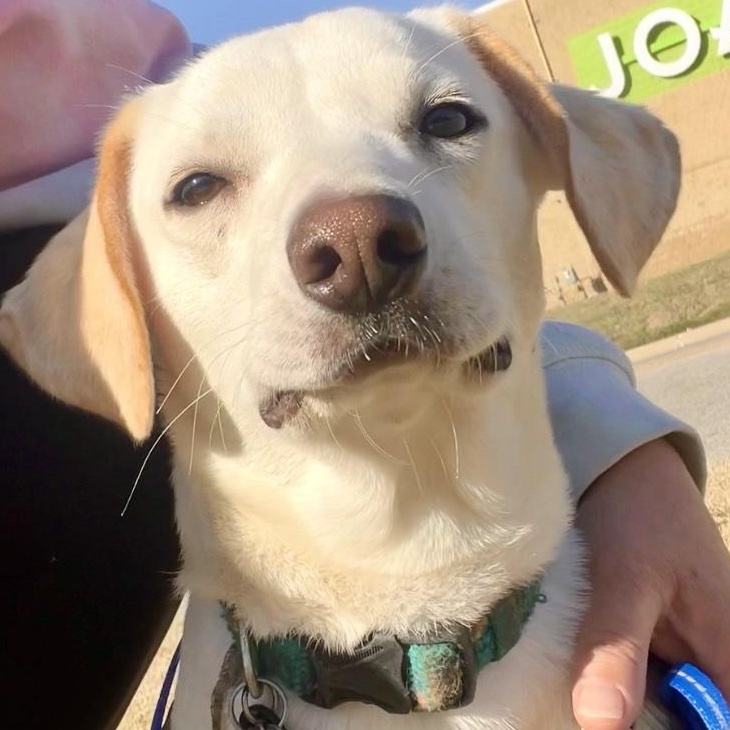 Howie - Sweet, Calm, Easygoing Companion, Adoptable, Puppy Male Chihuahua.