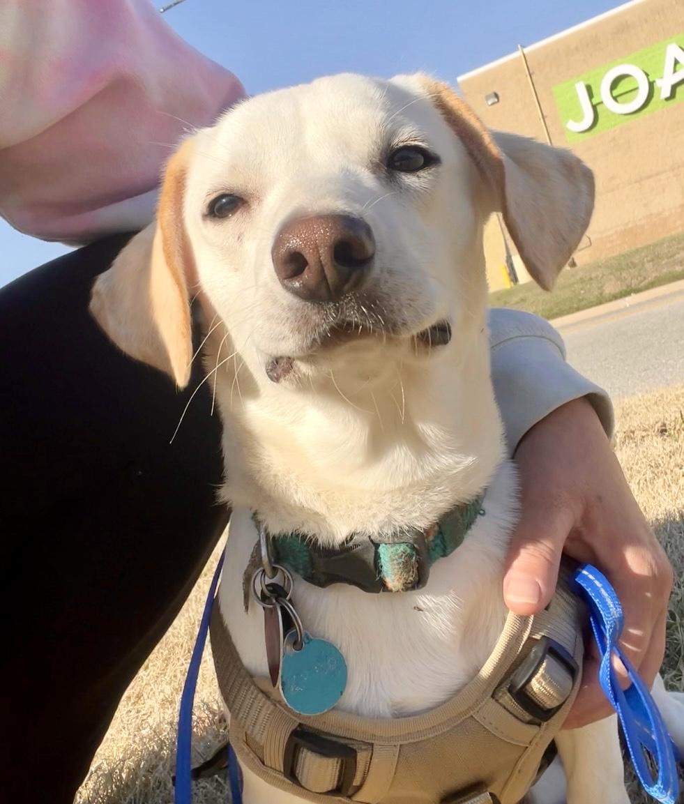 Enlarge Howie - Sweet, Calm, Easygoing Companion, a Adoptable mixed breed in Tulsa, OK image 2/3