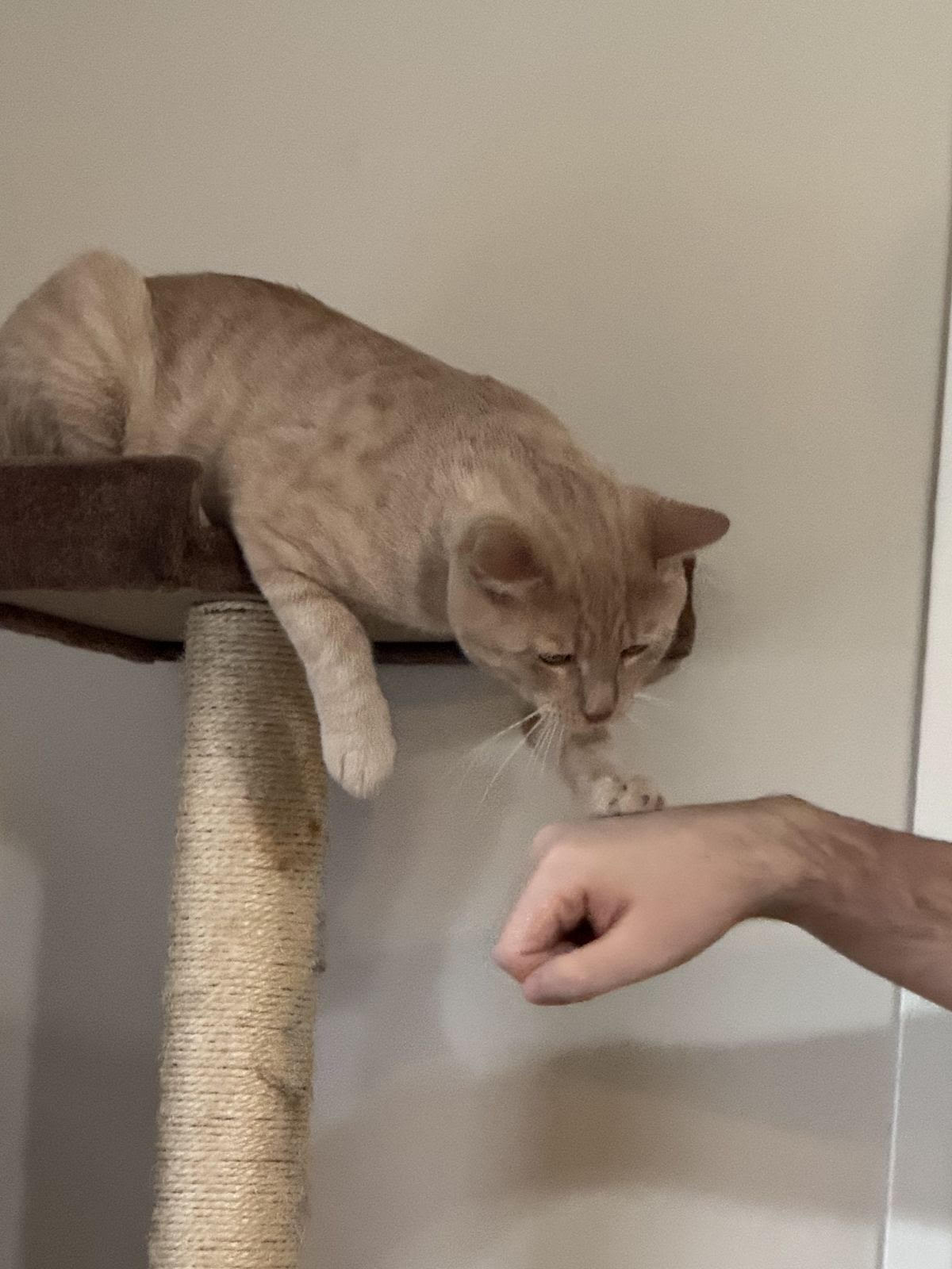 Leo, a Adoptable Tabby image 3/4